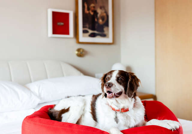 Dog sat on luxurious bedding in Virgin Hotels.