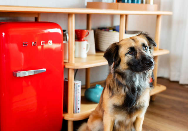 Dog in a room at Virgin Hotels London Shoreditch, showcasing the pet-friendly hotel experience in a cosy setting.